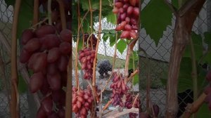 виноград Нежность, Софа, Юпитер