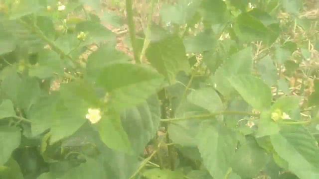 Use Ananse Dokono To Pull Market And Boost Your Brain - Lantana Camara: 26/03/2022 смотреть онлайн