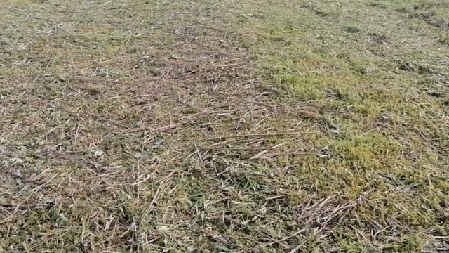 Огород На Дернине // Май 2022 г // С.Х.У смотреть онлайн