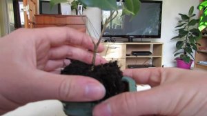 Ficus benjamina cutting to bonsai