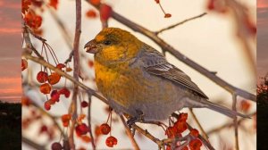 Щур обыкновенный- яркая птица