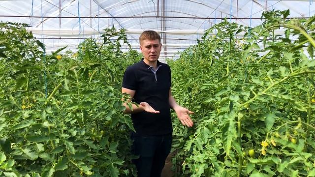 Эксклюзивная желтая сливка