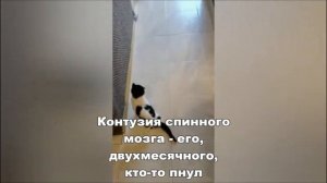 Помощь кошкам-спинальникам