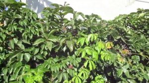 Отель Havana .Кемер. Турция.  Обзор номера. Выход на центральную улицу. Дорога на галечный пляж.