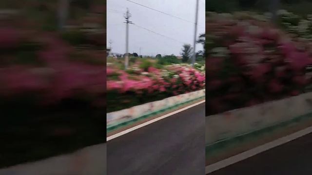 "Bougainvillea Bliss: Nature's Kaleidoscope of Color", #youtubeshort, #naturebeauty, #naturelovers смотреть онлайн