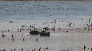 СЕРЫЕ УТКИ ДОВОЛЬНЫ ТИШИНОЙ, НО АТАЙКИ(пеганки) НЕ ТАК  УЖ ОПТИМИСТИЧНЫ.