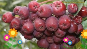 Рябина плодовая Десертная. Краткий обзор, описание характеристик sorbus Desertnaya