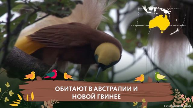 НЕОБЫЧНЫЕ ПТИЦЫ