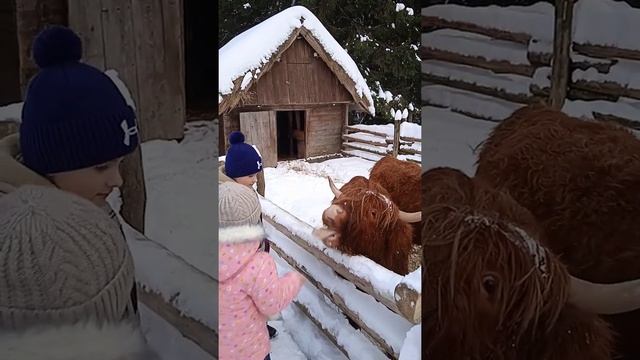 Отдых в Карпатах, Буковель, ГуцуЛенд.