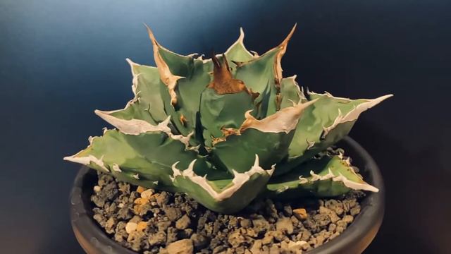 22/7/12 アガベ・チタノタ 白火焔（中）-005｜agave titanota white flame смотреть онлайн
