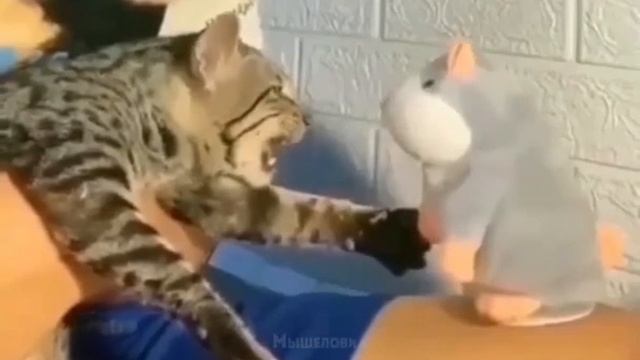 Смешные ролики про котов