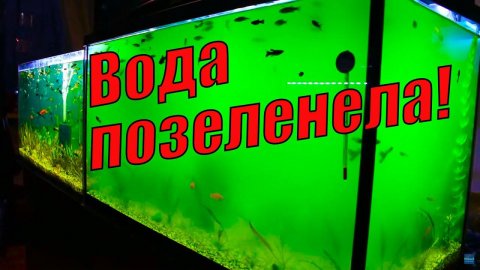 Новости с моей рыборазводни!