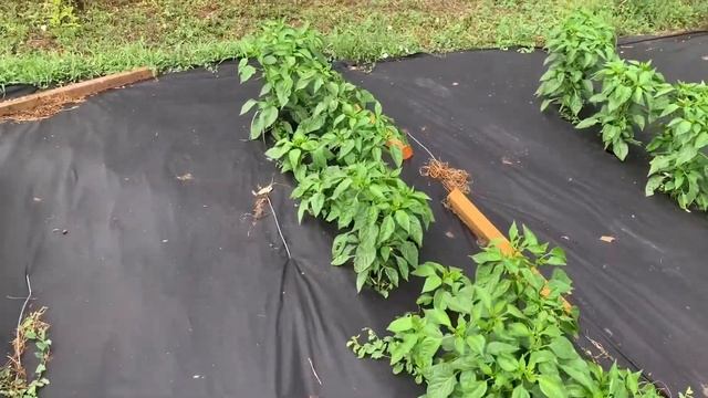 Перец Портека перец Геркулес Томат Бобкат последствия града смотреть онлайн