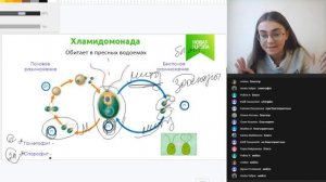 Цикл хламидомонады.