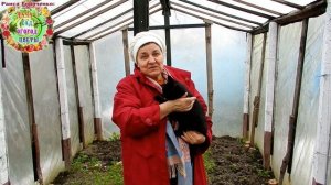 Сколько посадить помидоров, огурцов, перца и баклажанов в 2020 г., чтобы хватило семье из 6 человек