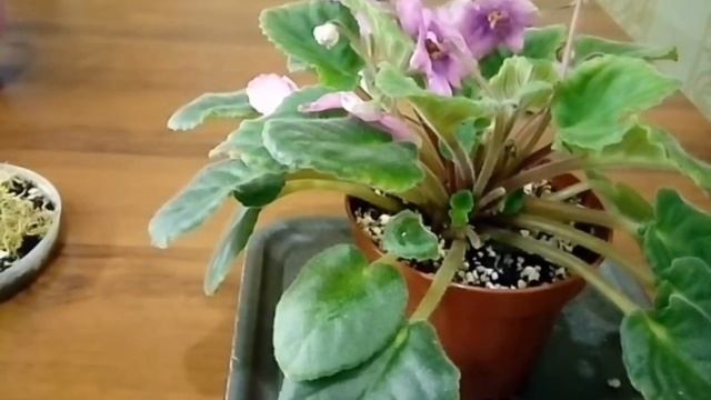 РАЗМНОЖЕНИЕ ФИАЛОК ХИМЕР Часть1 смотреть онлайн