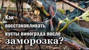 Восстановление кустов винограда после возвратных заморозков