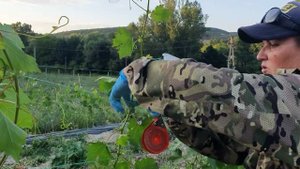 Работы в июле на винограднике- школка.Часть 2.