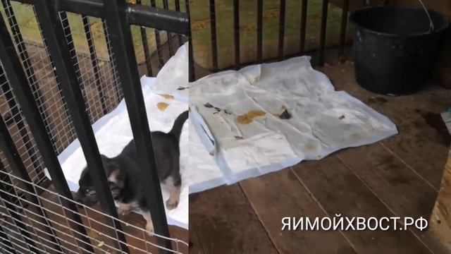 Кормим щенка. Как это делаю я. смотреть онлайн