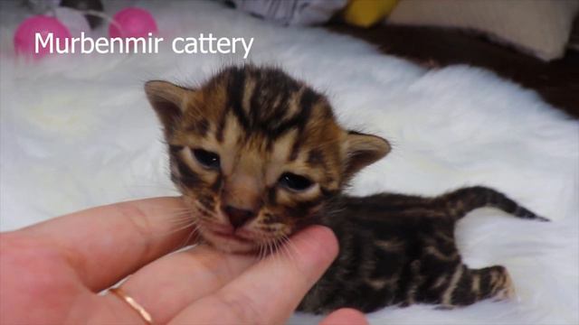 BENGALI MALE AVAILABLE ONLY IN BREED смотреть онлайн