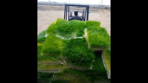 Гидропоника (ГЗК для животных) | Привет Фермер