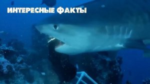 Топ 6 самых больших морских рыб. #топ #рыбы
