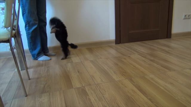 puppy fantom Gently Born смотреть онлайн