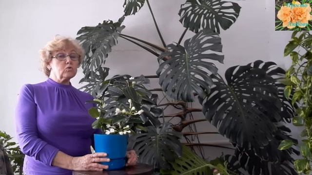 Стефанотис в комнатных условиях смотреть онлайн