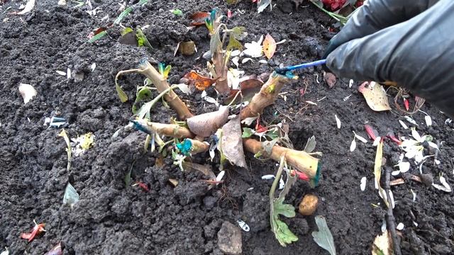 Зимовка хризантем мультифлора в открытом грунте.? смотреть онлайн