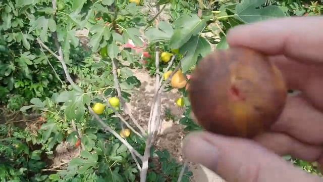 Пробуем "Brown Turkey". 2022.