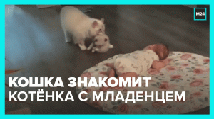 Кошка знакомит котёнка с младенцем – Москва 24