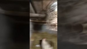 Курятник в гараже зимой