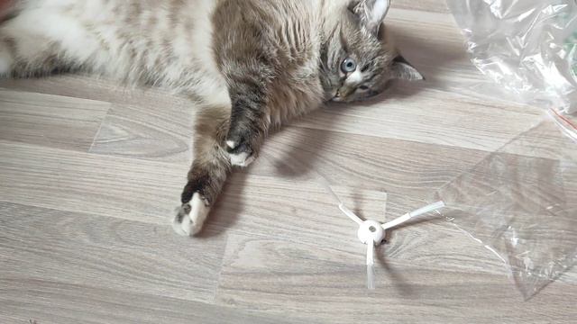 Выходной, покупки, прошла аттестацию смотреть онлайн