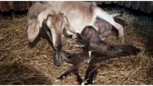 Последний окот, ногами вперёд.mp4