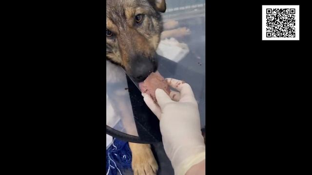 Как они выживают/How They Survive смотреть онлайн