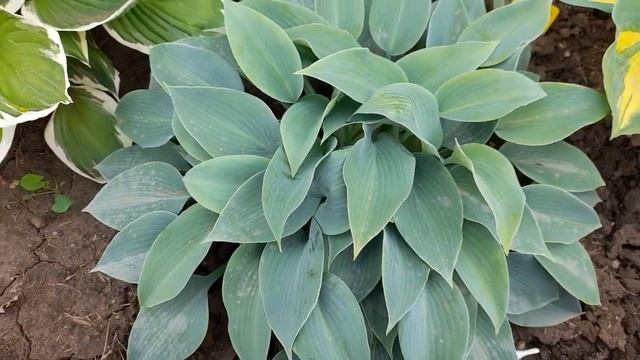 #хосты #голубые #зелёные / Голубые хосты ( лат. hosta) по соседству с зелёными смотреть онлайн