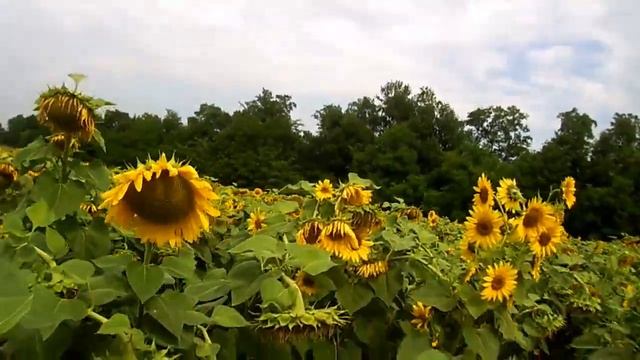 состояние кукурузы и подсолнуха на 21.07.19 смотреть онлайн