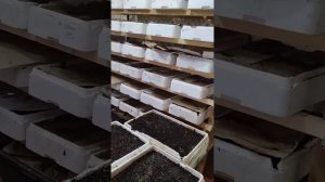 Выращивания Червя Дендробена 2023г.