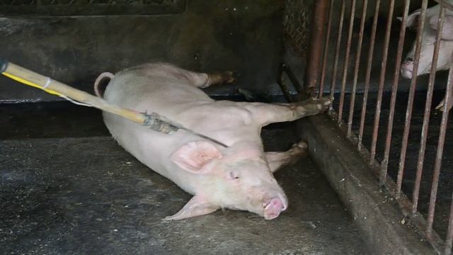 Hà Nội mỗi ngày tiêu hủy 10.000 con lợn tả C.Phi P2 (kill African swine fever virus in Ha Noi P2) смотреть онлайн