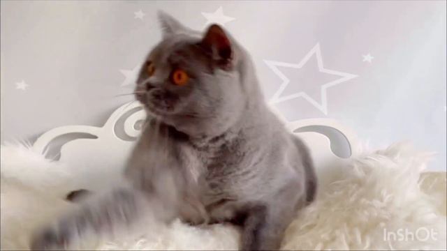 Лизонька 💞 смотреть онлайн