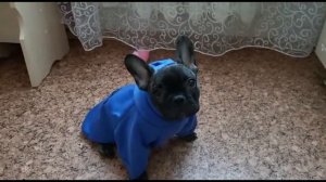 Одежда для собак.Какую одежду купить французскому бульдогу .