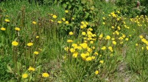 Фредерик Шопен Вальс№10 си минор