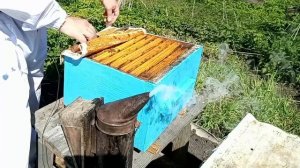 Народный улей Варрэ. Противороевой отводок.