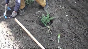 Можжевельник Грин Карпет: описание и характеристики сорта