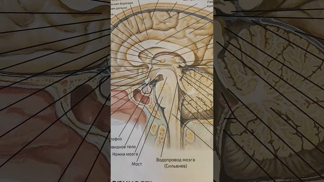 Причина сахарного диабета часть 2 смотреть онлайн