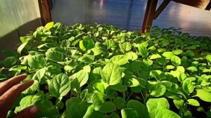 Как мы выращиваем рассаду перца для продажи с открытой корневой системой.