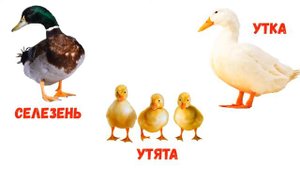 Домашние животные и их детеныши. Мамы, папы и малыши. Развивающие мультики для детей!