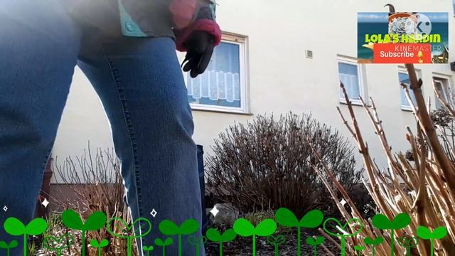 How I trim my Hydrangea, Roses and Sedum Telephium / Lola's Hardin смотреть онлайн