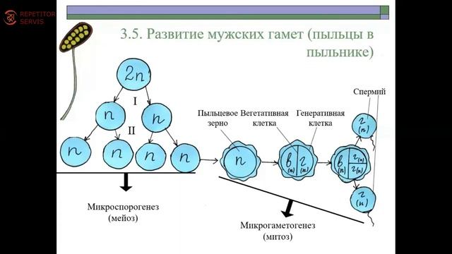 Биология. Тема: Оплодотворение у цветковых растений смотреть онлайн
