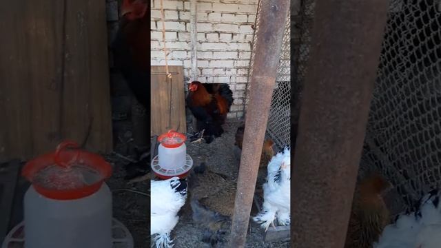 #37.  #shorts #короткоевидео  #петух #брама